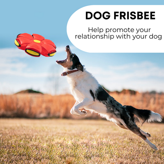 Pet Toy Flying Saucer (Frisbee)